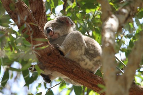 koala phascolarctos cinereus animal