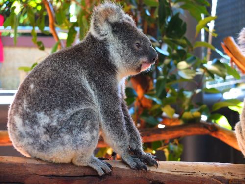 koala pet australia