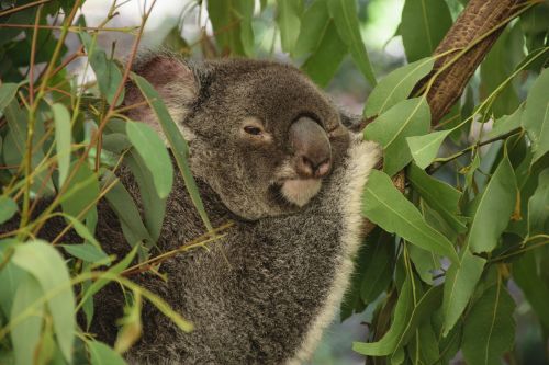 koala australia tree