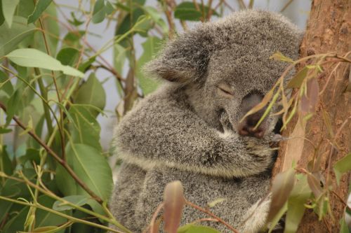 koala australia tree