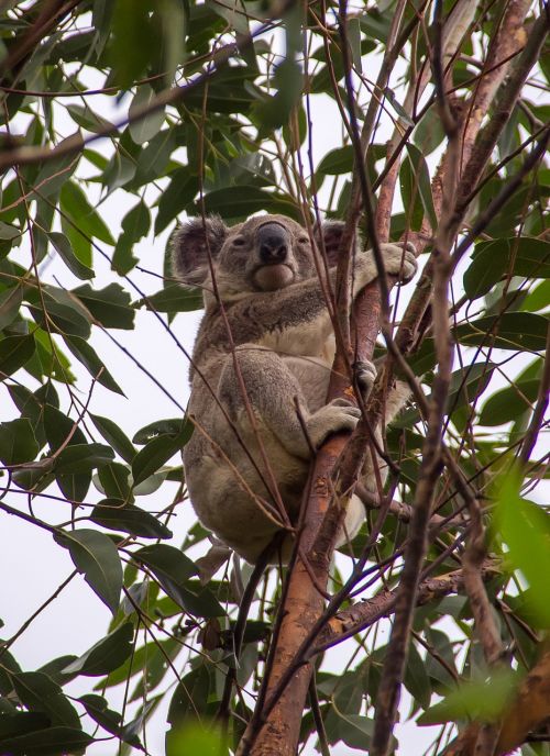 koala marsupial grey