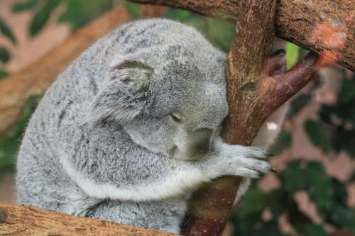 koala fauna animals