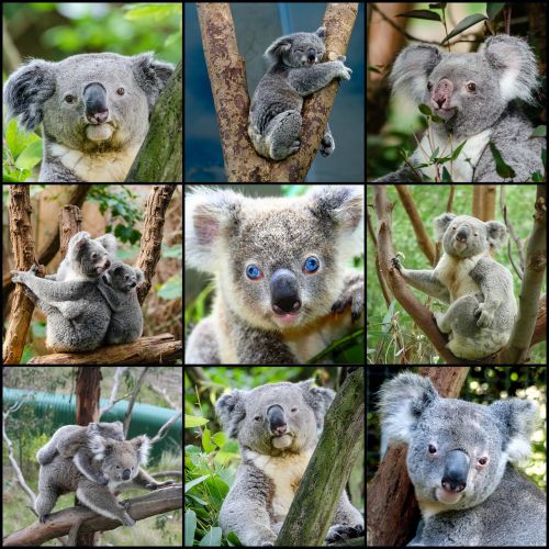 koala bear collage tree