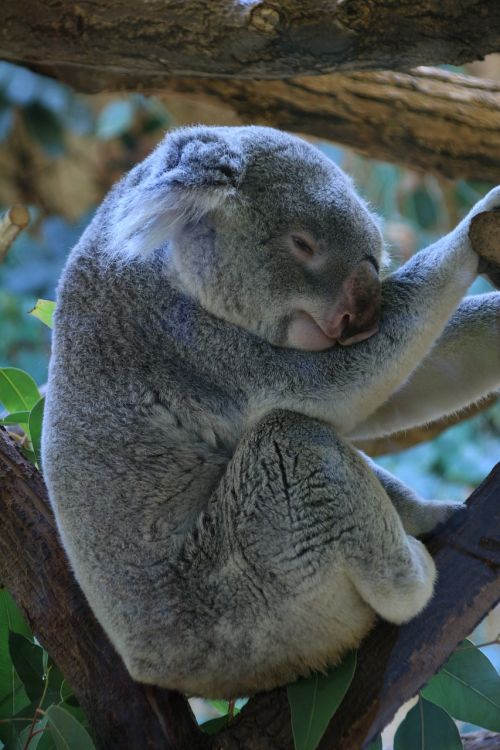 koala lazing around zoo