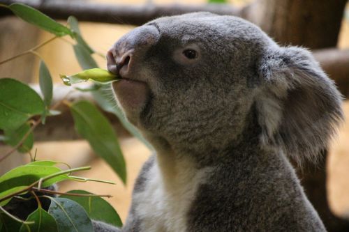 koala rest koala bear