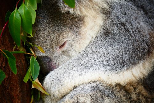 koala australia sleep