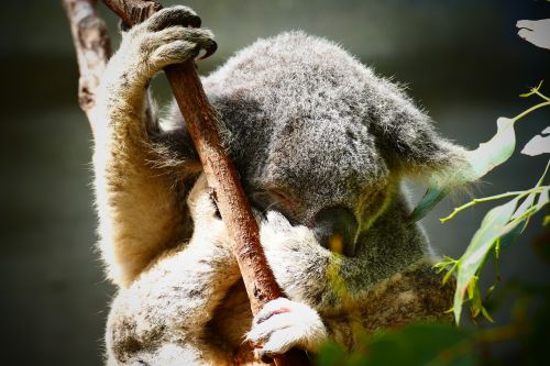 koala australia cute