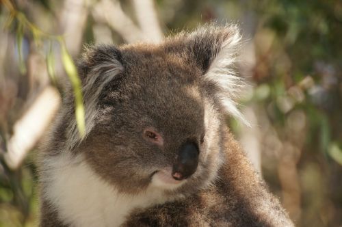 koala australia koala bear