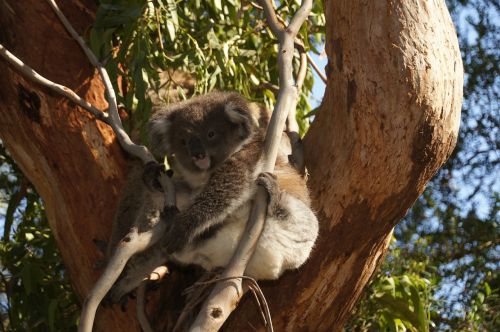 koala australia koala bear