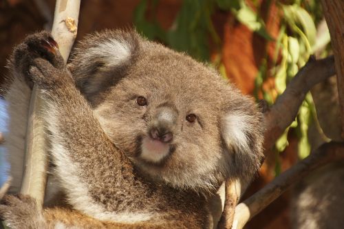 koala australia koala bear