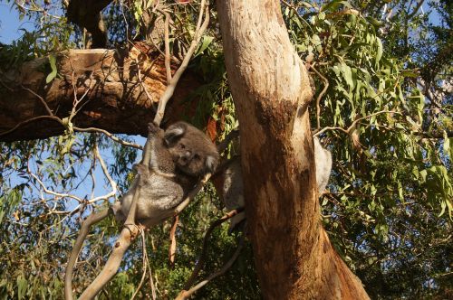 koala australia koala bear