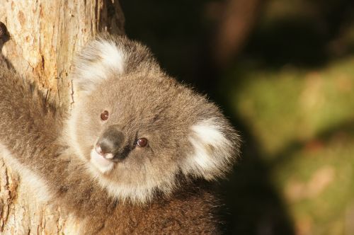 koala australia koala bear