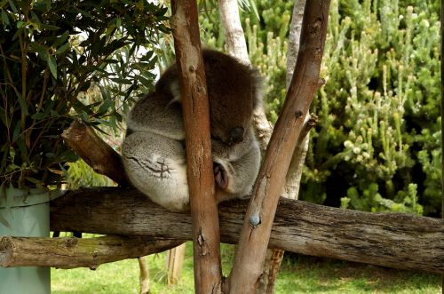 koala tree cute