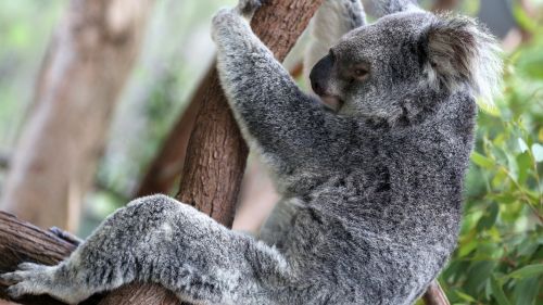 koala koalas tightened the tree
