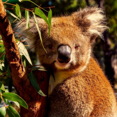 koala animal wildlife