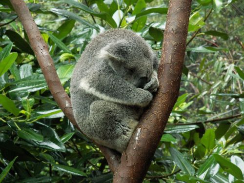 koala koala bear australia