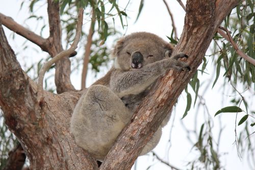 koala animal marsupial