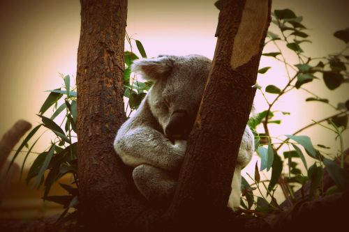 koala animal nature