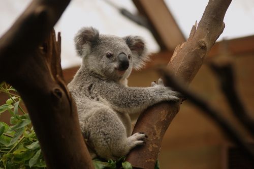 koala animal animals