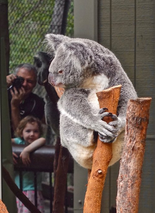 koala  bear  australia