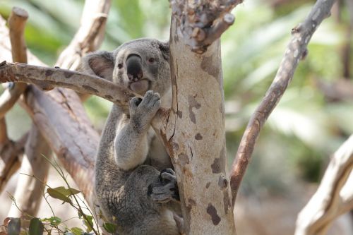 koala marsupial animal