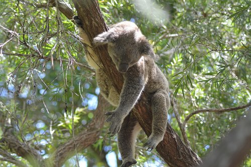 koala  sweet  cutesy