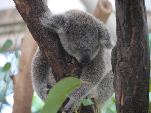 koala  animal  australia