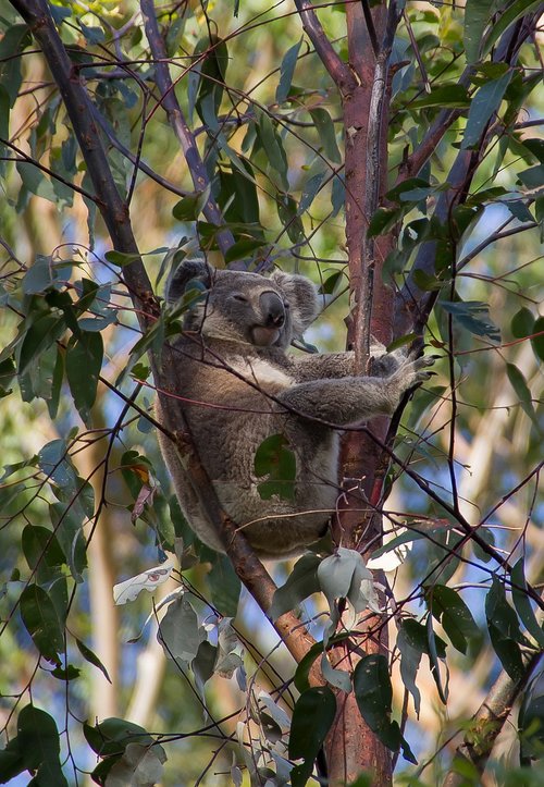 koala  bear  marsupial