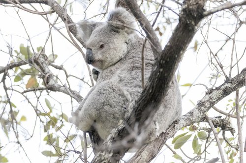 koala  marsupial  australia