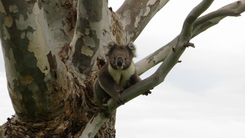 koala  australia  animal