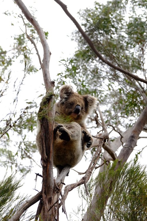 koala  australia  animal