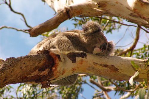 koala  australia  animal
