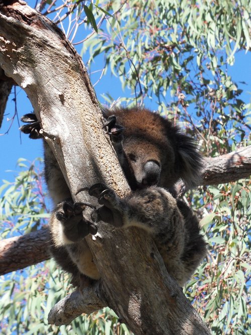 koala  lazy  eucalyptus