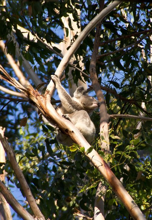 koala bear australia