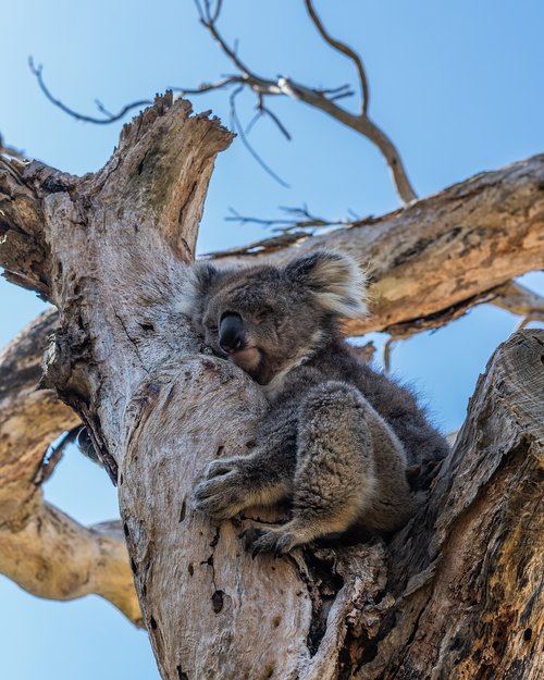 koala  australia  cute