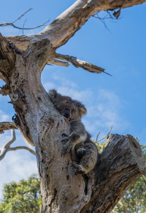 koala  tree  aus