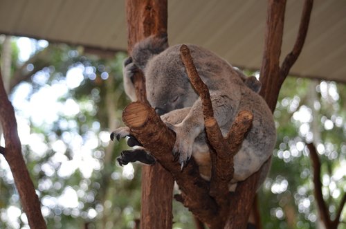 koala  australia  brisbane