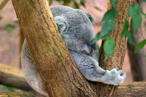 koala  sleep  grey