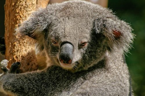 koala bear marsupial