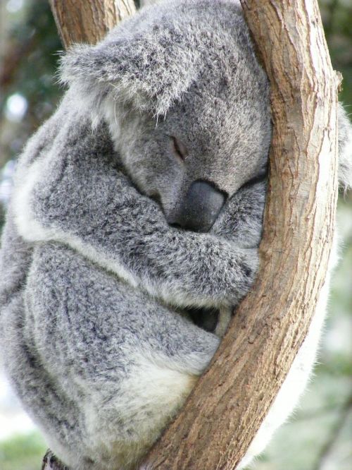 koala australian australia