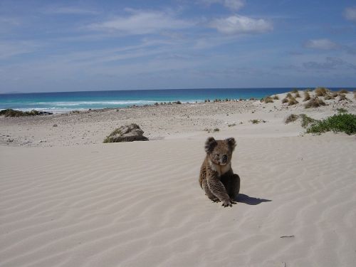 koala beach alone