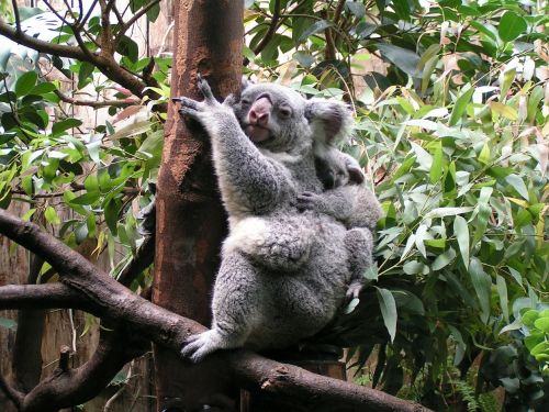 koala baby cute