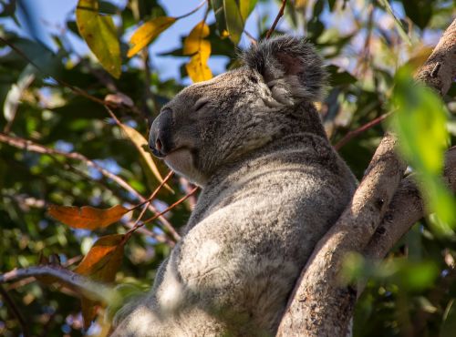 koala bear australia