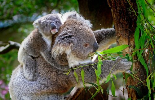 koala animals mammals