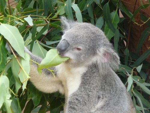 koala australia zoo