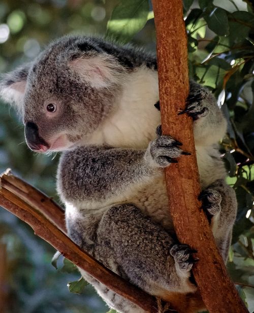 koala bear marsupial