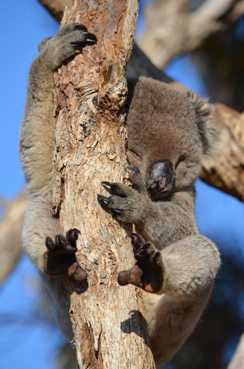 koala fauna australia
