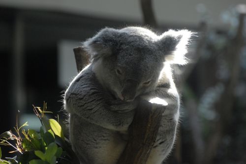 koala zoo comfort