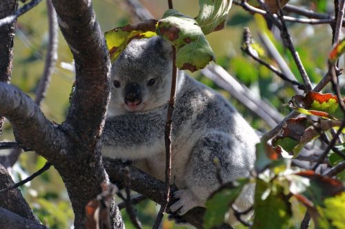 koala bear nature cuddly