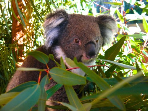 koala bear koala bear